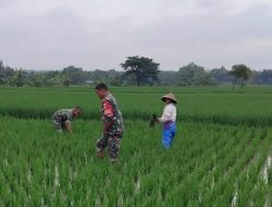 Kendalikan Gulma, Babinsa Bantu Penyiangan Petani Padi