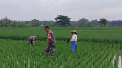 Kendalikan Gulma, Babinsa Bantu Penyiangan Petani Padi