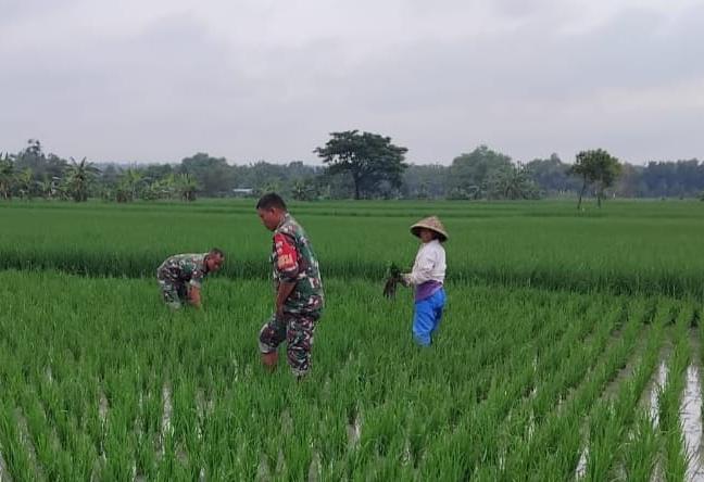 Kendalikan Gulma, Babinsa Bantu Penyiangan Petani Padi