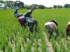 Babinsa Bantu Penyulaman Padi, Dukung Hasil Panen Maksimal