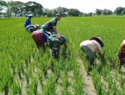 Babinsa Bantu Penyulaman Padi, Dukung Hasil Panen Maksimal