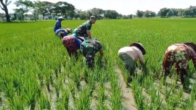 Babinsa Bantu Penyulaman Padi, Dukung Hasil Panen Maksimal