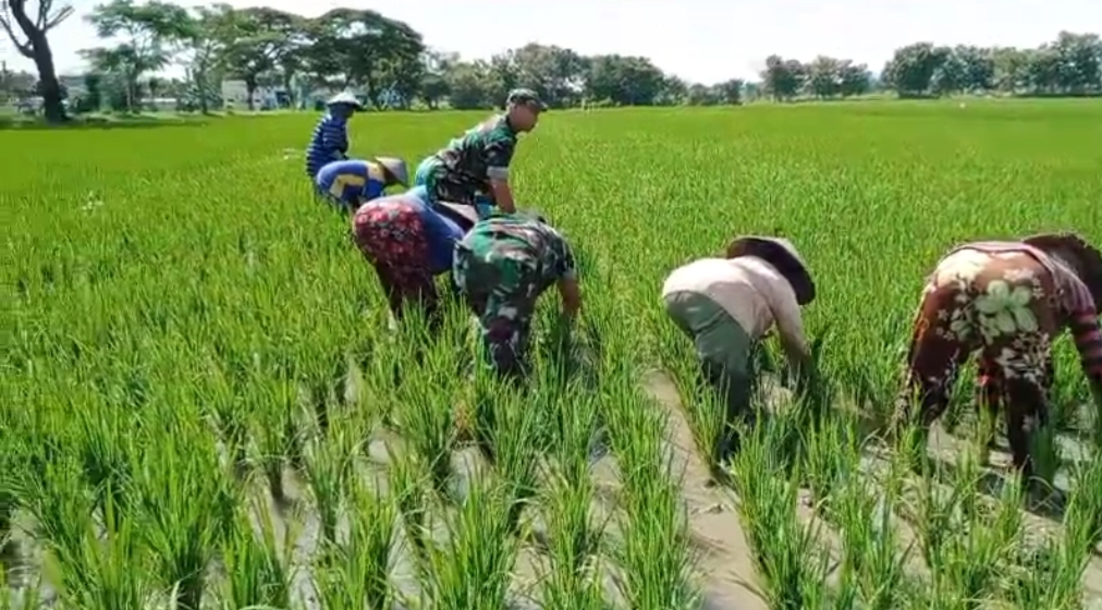 Babinsa Bantu Penyulaman Padi, Dukung Hasil Panen Maksimal
