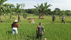 Babinsa Bantu Petani Lakukan Penyiangan Padi