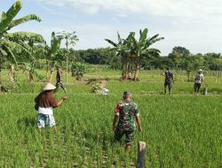 Babinsa Bantu Petani Lakukan Penyiangan Padi