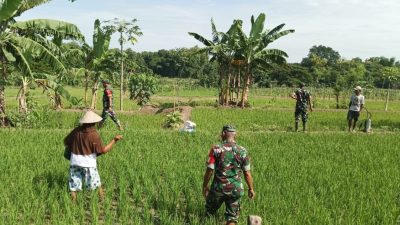 Babinsa Bantu Petani Lakukan Penyiangan Padi