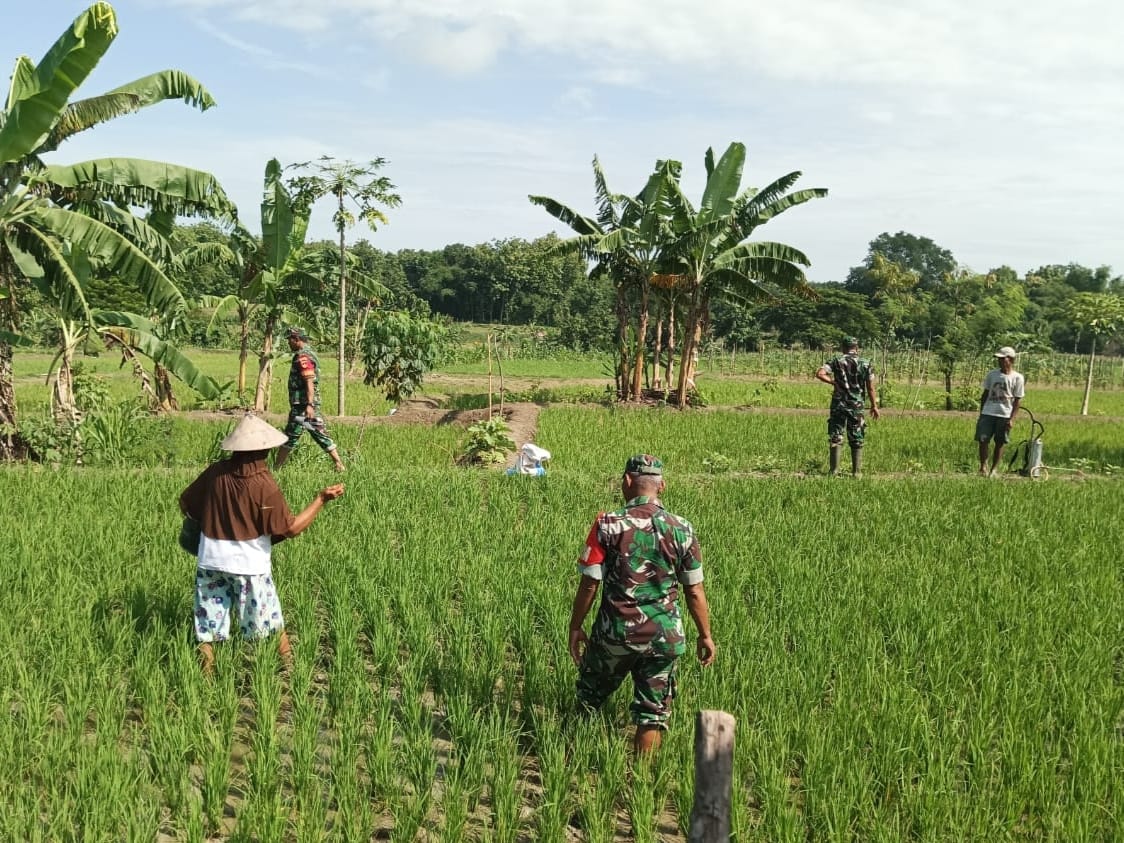Babinsa Bantu Petani Lakukan Penyiangan Padi
