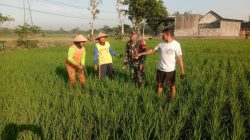 Babinsa Pantau Pertumbuhan Padi Milik Petani Babinsa Pantau Pertumbuhan Padi Milik Petani