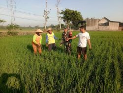 Babinsa Pantau Pertumbuhan Padi Milik Petani
