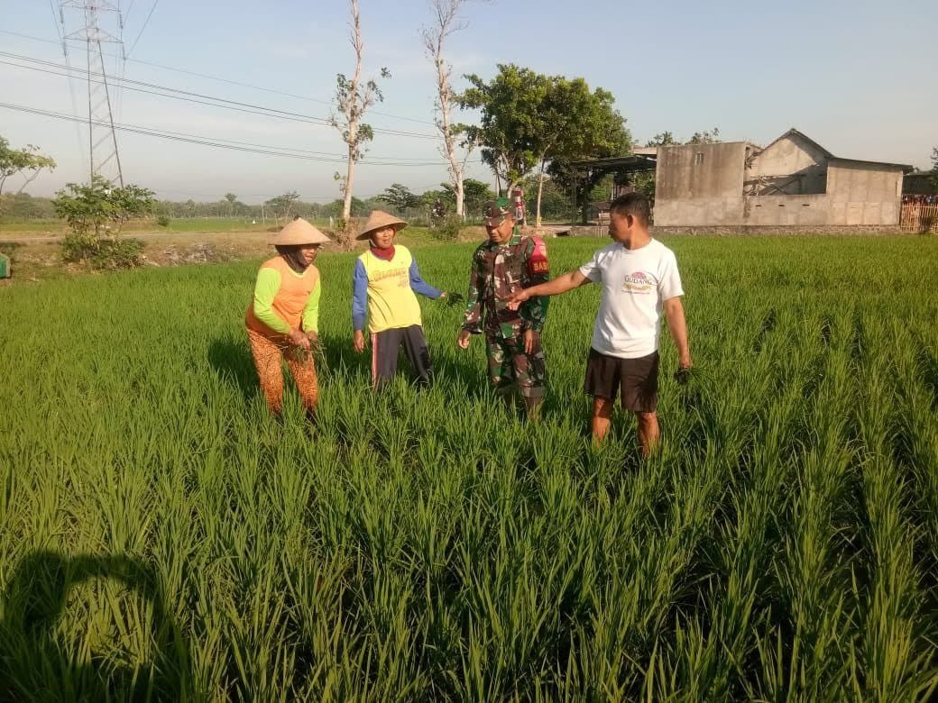Babinsa Pantau Pertumbuhan Padi Milik Petani