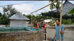 Babinsa Semangati Peternak Lele, Upaya Dongkrak Ekonomi Keluarga Babinsa Semangati Peternak Lele, Upaya Dongkrak Ekonomi Keluarga