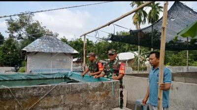 Babinsa Semangati Peternak Lele, Upaya Dongkrak Ekonomi Keluarga Babinsa Semangati Peternak Lele, Upaya Dongkrak Ekonomi Keluarga