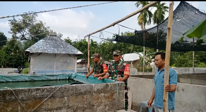 Babinsa Semangati Peternak Lele, Upaya Dongkrak Ekonomi Keluarga