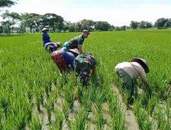 Usai Tanam Padi, Penyulaman Dilakukan Babinsa Bersama Petani