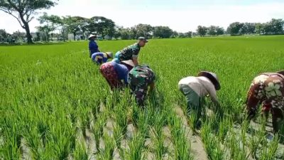 Usai Tanam Padi, Penyulaman Dilakukan Babinsa Bersama Petani