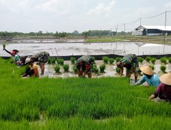 Biarpun Berseragam Loreng, Babinsa Tak Malu Daud Benih Padi di Lahan Berlumpur
