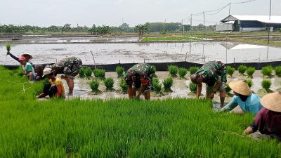 Biarpun Berseragam Loreng, Babinsa Tak Malu Daud Benih Padi di Lahan Berlumpur