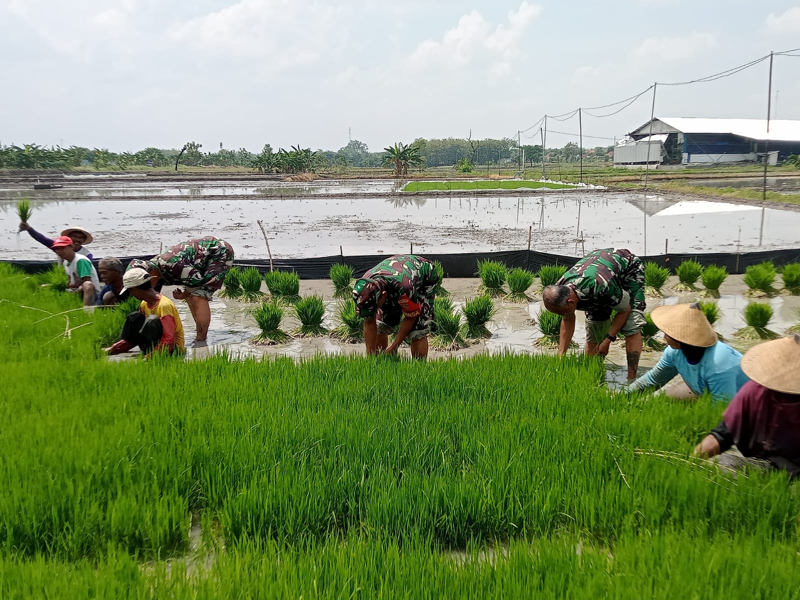 Biarpun Berseragam Loreng, Babinsa Tak Malu Daud Benih Padi di Lahan Berlumpur