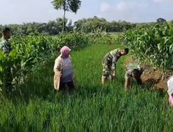 Penyiangan Gulma Penting untuk Pertumbuhan Padi Maksimal