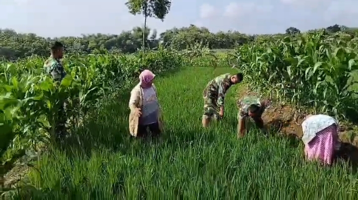 Penyiangan Gulma Penting untuk Pertumbuhan Padi Maksimal