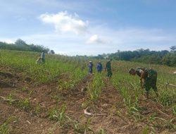 Dampingi Petani, Babinsa Turun Sawah Rawat Tanaman Tebu, Kejar Produksi Gula