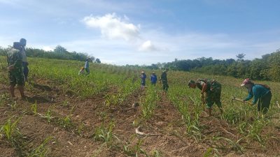 Dampingi Petani, Babinsa Turun Sawah Rawat Tanaman Tebu, Kejar Produksi Gula