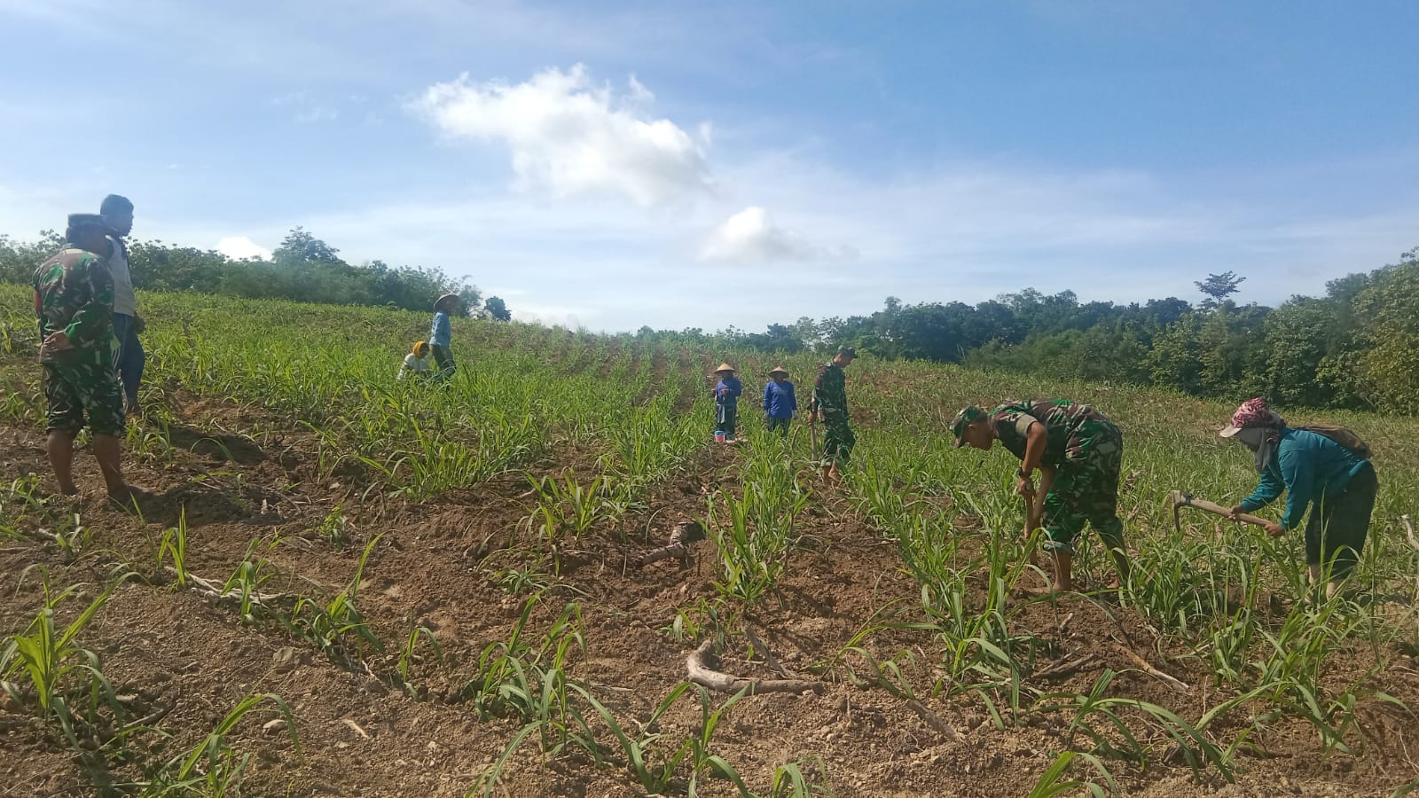 Dampingi Petani, Babinsa Turun Sawah Rawat Tanaman Tebu, Kejar Produksi Gula