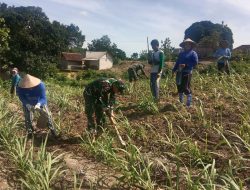 Dukung Swasembada Gula, Babinsa Turun ke Kebun Ikut Merawat Tanaman Tebu