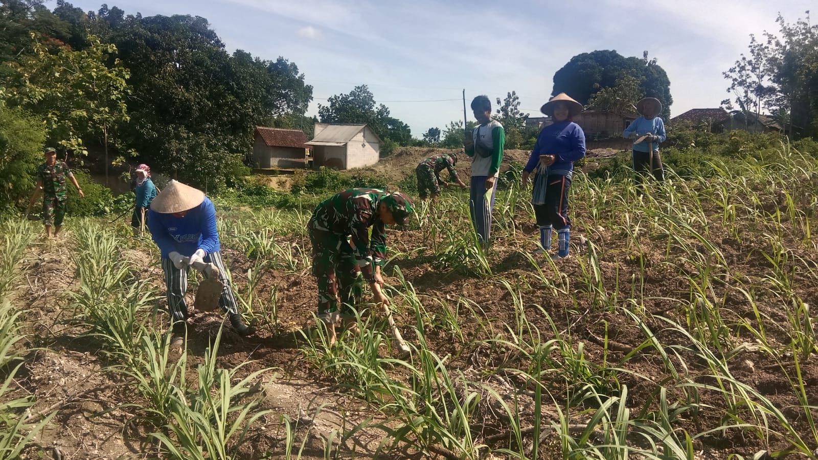 Dukung Swasembada Gula, Babinsa Turun ke Kebun Ikut Merawat Tanaman Tebu
