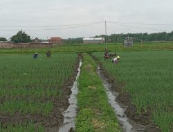 Dukung Ketahanan Pangan, Babinsa Dampingi Petani Bawang Merah