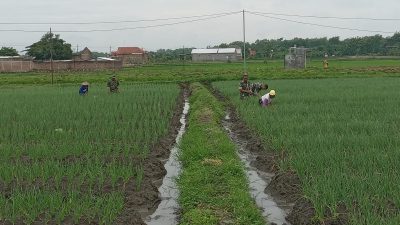 Dukung Ketahanan Pangan, Babinsa Dampingi Petani Bawang Merah Dukung Ketahanan Pangan, Babinsa Dampingi Petani Bawang Merah