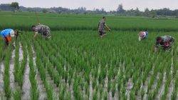 Tanaman Padi Menghijau ,Rumput Pengganggu  di Basmi