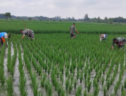 Tanaman Padi Menghijau ,Rumput Pengganggu  di Basmi