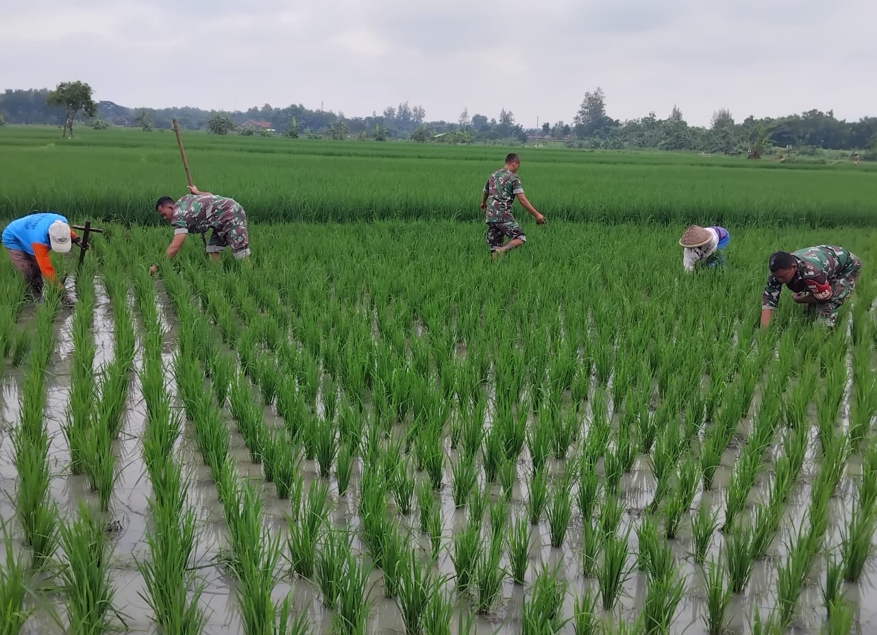Tanaman Padi Menghijau ,Rumput Pengganggu  di Basmi