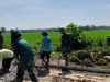 TMMD Reguler ke-128 Kodim 0725/Sragen Dorong Peningkatan Ekonomi Warga Desa Puro, Terutama Para Petani Padi