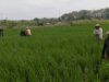 GULMA GANGGU PERTUMBUHAN PADI, BABINSA TURUN TANGAN CABUTI BERSAMA PETANI