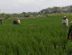 GULMA GANGGU PERTUMBUHAN PADI, BABINSA TURUN TANGAN CABUTI BERSAMA PETANI