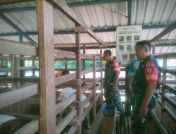 Babinsa Pantau Ternak Kambing Perah, Dukung Peningkatan Ekonomi Warga