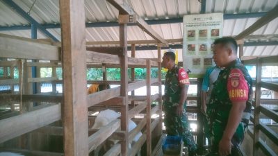 Babinsa Pantau Ternak Kambing Perah, Dukung Peningkatan Ekonomi Warga Babinsa Pantau Ternak Kambing Perah, Dukung Peningkatan Ekonomi Warga