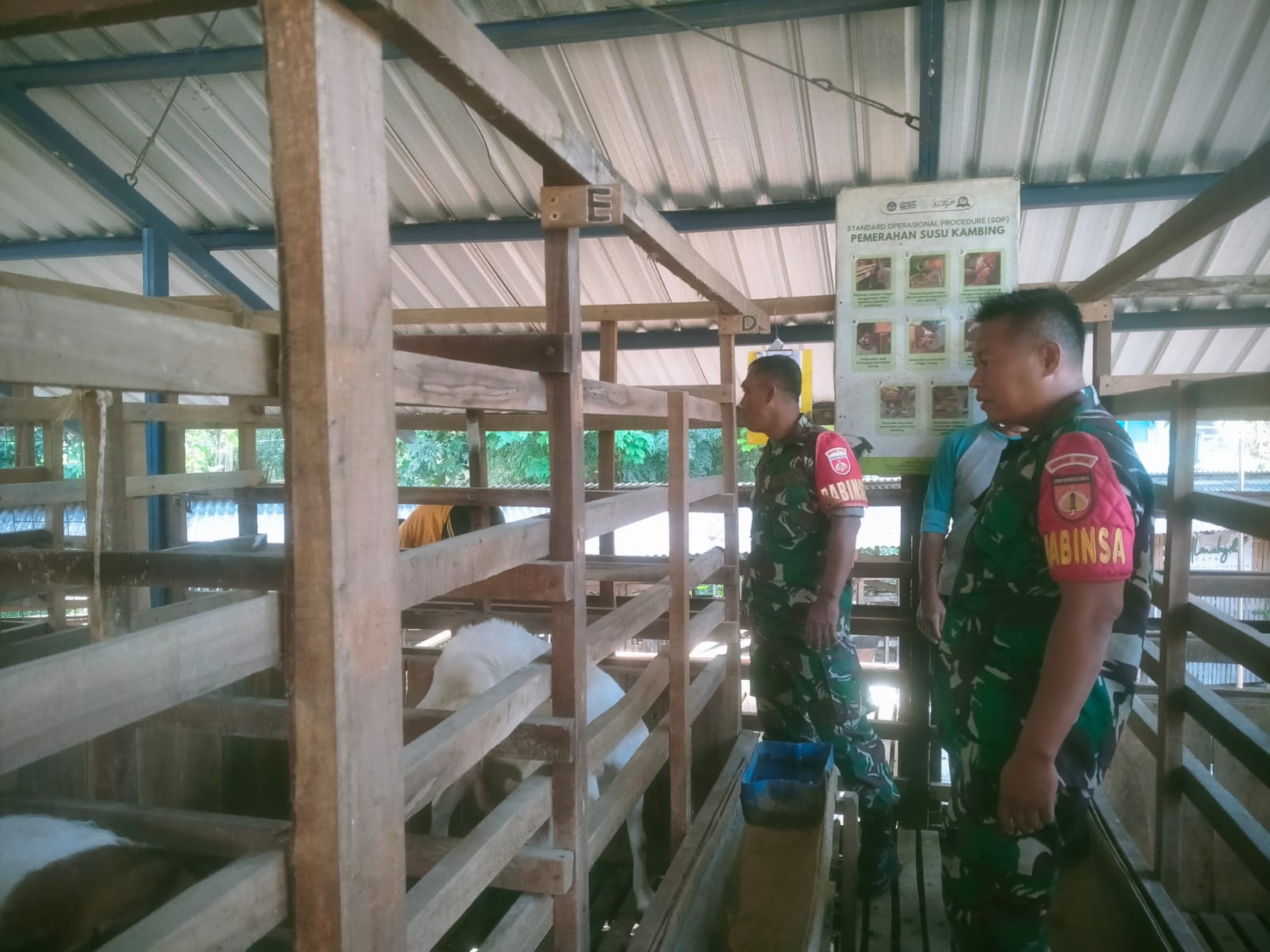Babinsa Pantau Ternak Kambing Perah, Dukung Peningkatan Ekonomi Warga