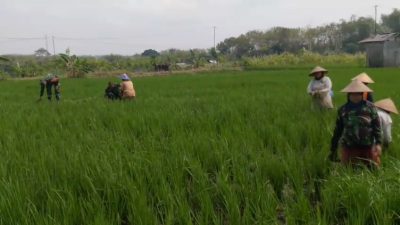 GULMA GANGGU PERTUMBUHAN PADI, BABINSA TURUN TANGAN CABUTI BERSAMA PETANI