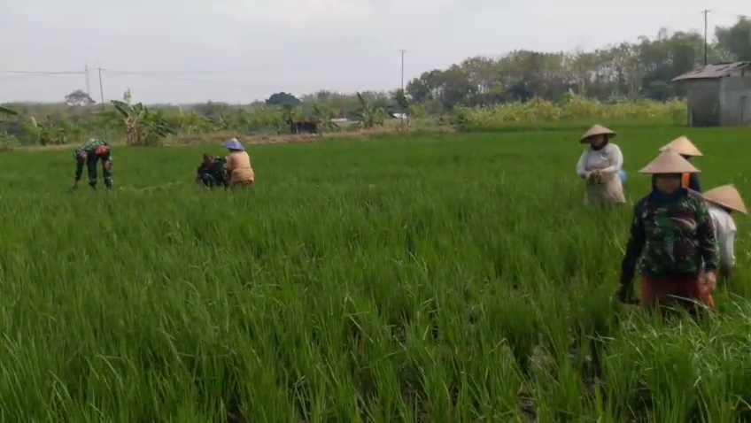 GULMA GANGGU PERTUMBUHAN PADI, BABINSA TURUN TANGAN CABUTI BERSAMA PETANI