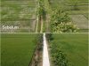 Kini Petani Desa Puro Tersenyum, Jalan Sawah Sudah Dicor Mulus