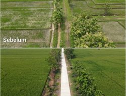 Kini Petani Desa Puro Tersenyum, Jalan Sawah Sudah Dicor Mulus