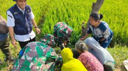 500 Pohon Buah Ditanam TMMD Kodim 0725/Sragen untuk Masa Depan Desa