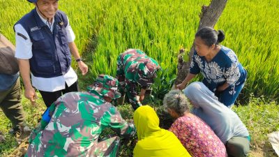 500 Pohon Buah Ditanam TMMD Kodim 0725/Sragen untuk Masa Depan Desa