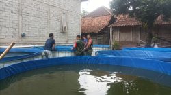 Prospek Cerah, Pemantauan UMKM Peternakan Lele Ungkap Pangsa Pasar yang Terus Melejit