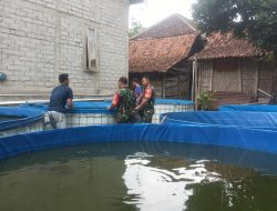 Prospek Cerah, Pemantauan UMKM Peternakan Lele Ungkap Pangsa Pasar yang Terus Melejit