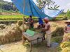 Dukung Ketahanan Pangan, Babinsa Turun Ke Sawah Dampingi Warga Panen Padi