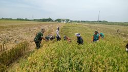 Senyum Sumringah Pak Paimin Saat Sawahnya Diserbu Babinsa Koramil Jenar untuk Panen Bersama